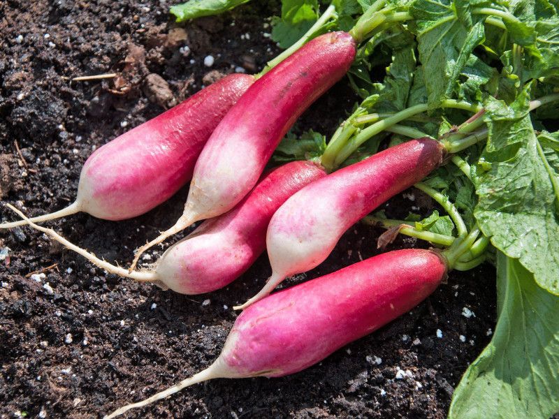 Paudha RADISH Seed  (50 per packet)