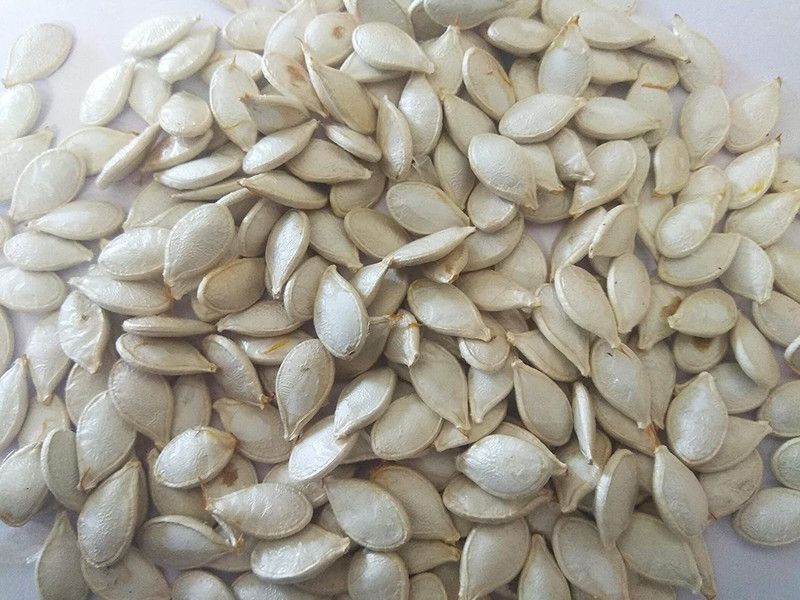 VibeX Bottle Gourd Seed  (40 per packet)