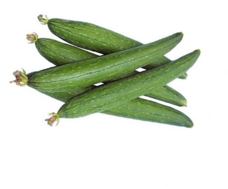CYBEXIS NBIR-25 - Organic Sponge Gourd - (100 Seeds) Seed  (100 per packet)