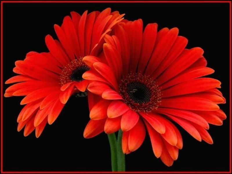 Mozette Daisy red flower Seed  (30 per packet)