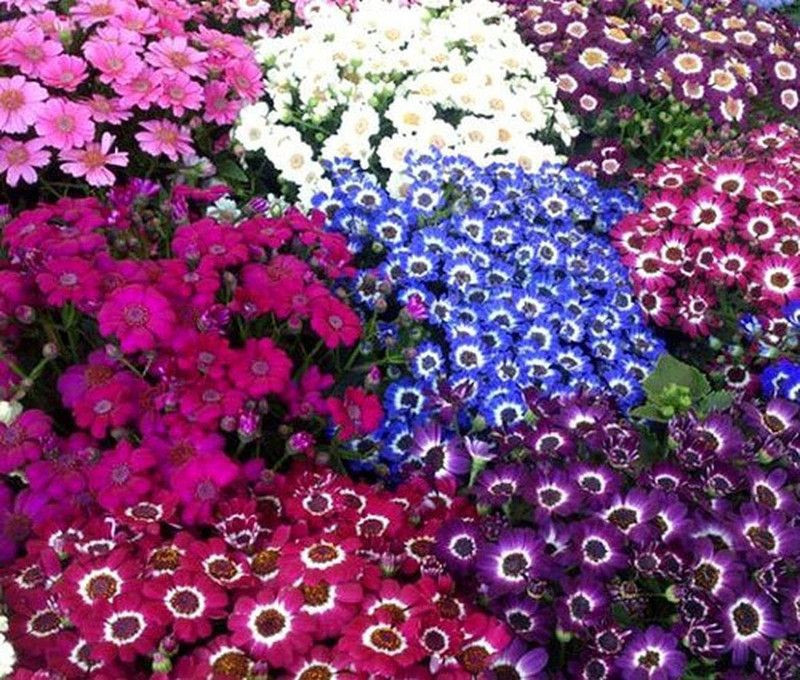 Mozette Cineraria mix Seed  (80 per packet)