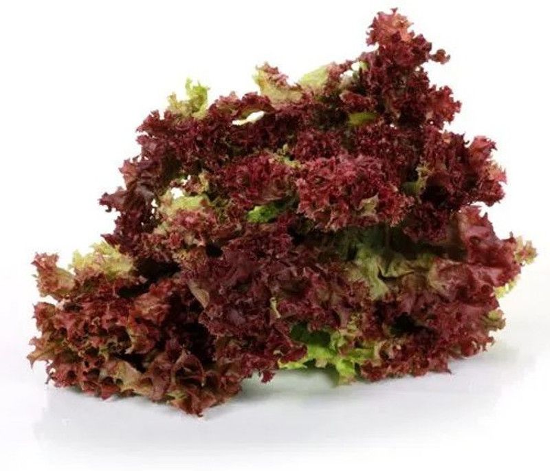 XOLDA Hybrid Red lettuce Seed  (62 per packet)
