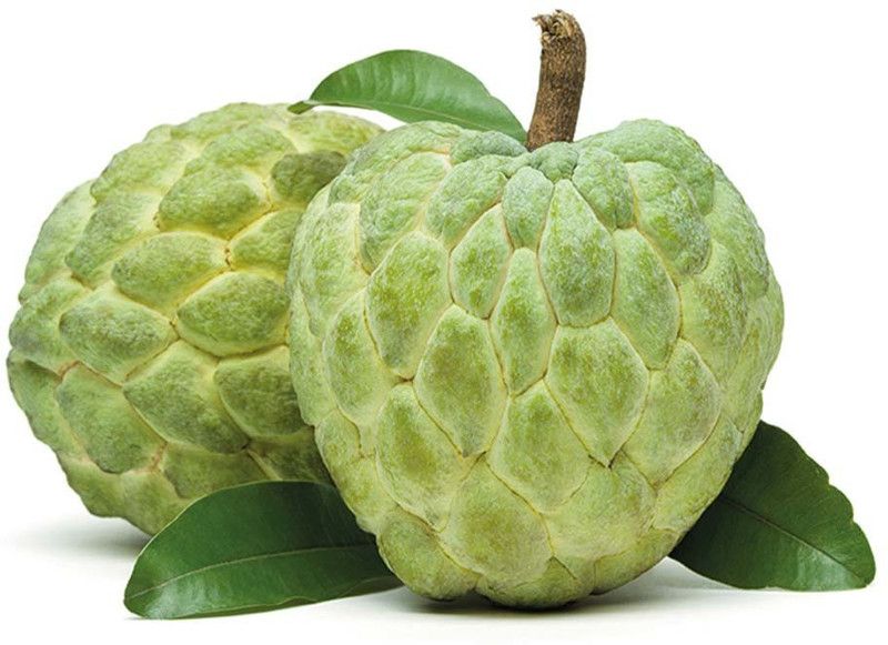 XOLDA Custard Apple Hybrid Seed  (10 per packet)