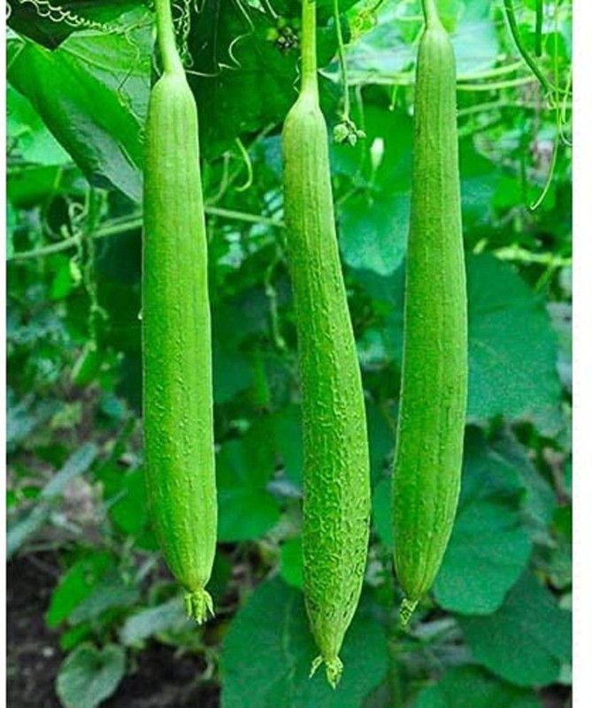 UGRA Sponge Gourd Seeds Seed  (150 per packet)
