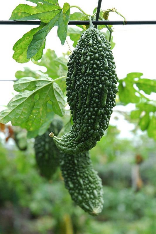 Paudha Bitter Gourd Seed  (52 per packet)