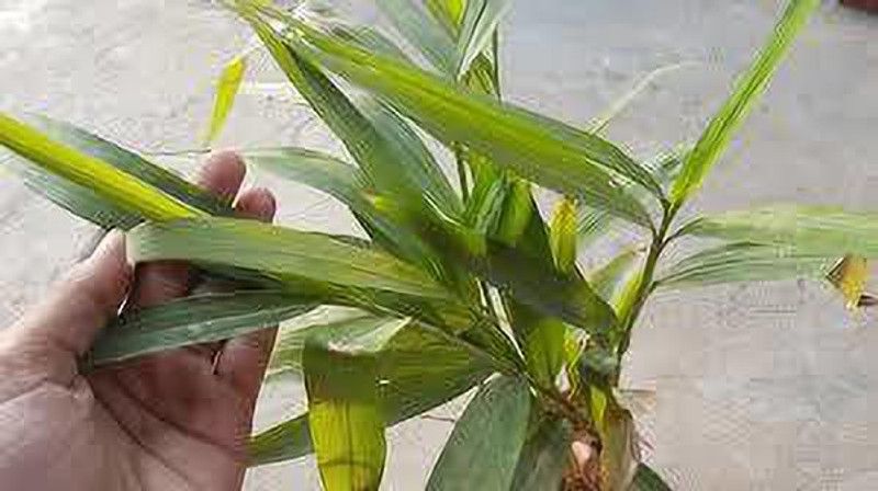 majumder nursery Elaichi/Cardamom Plant  (Hybrid, Pack of 1)