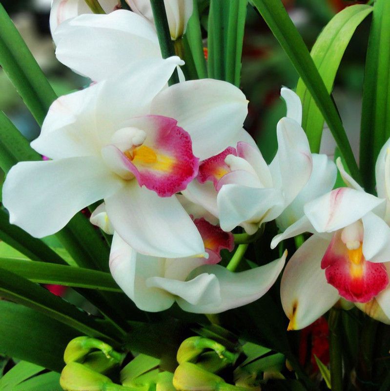 Futaba Pink White Cymbidium Orchid Flower Seeds - 50 Pcs Seed  (50 per packet)