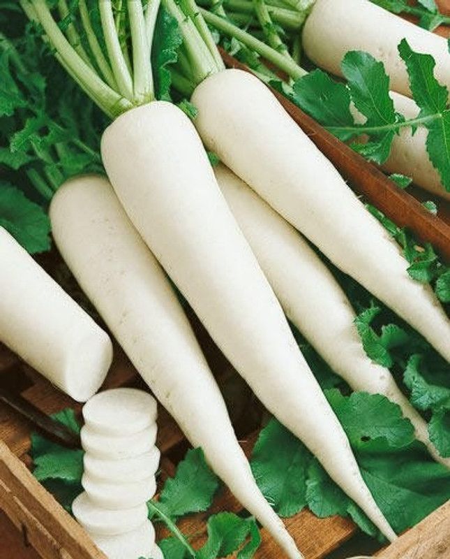 XOLDA Organic Radish Seed  (57 per packet)