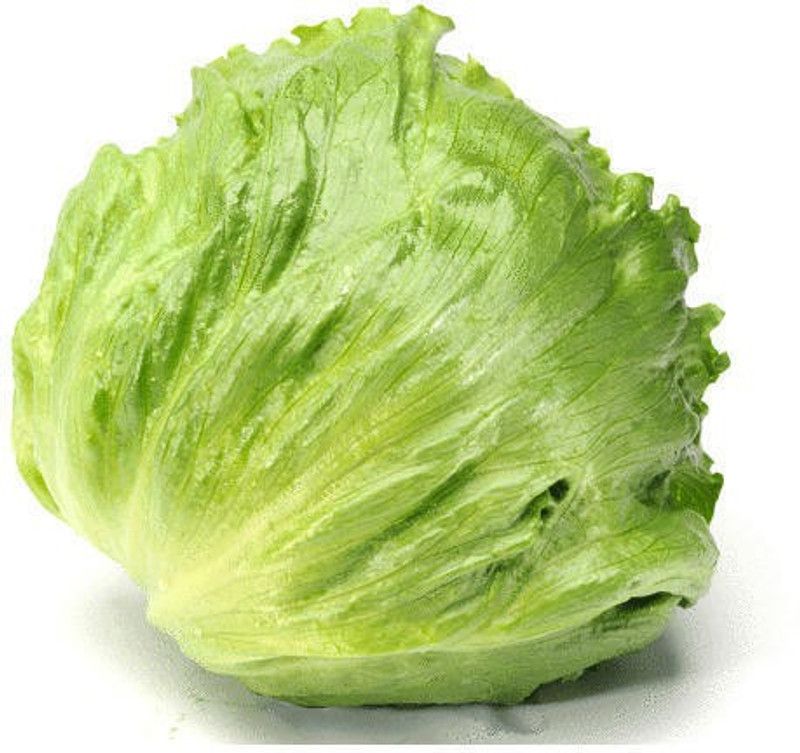 Nodoc Lettuce Ice burg Seed  (18 per packet)