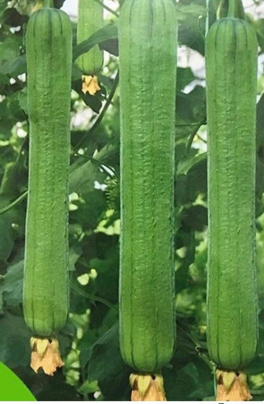 UGRA Luffa cylindrica seeds Seed  (300 per packet)