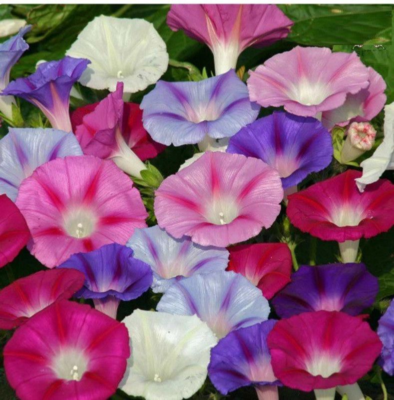 ZIXA Mixed Ipomoea Seed  (60 per packet)