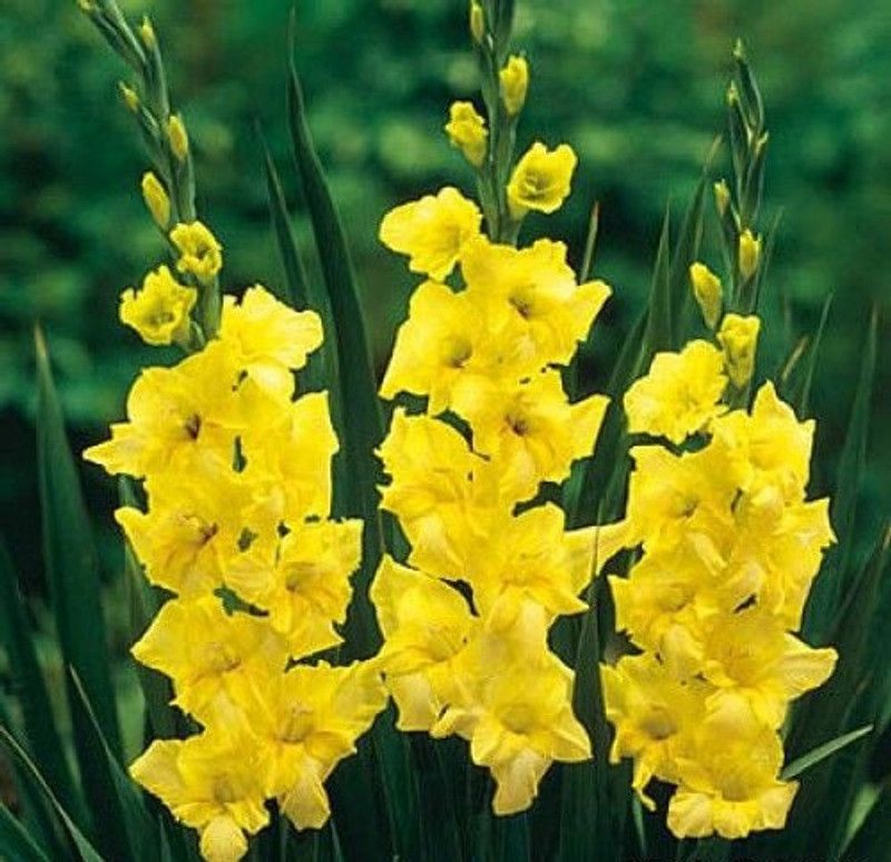FERNSFLY® IMP. Gladiolus Flower Bulbs Home Outdoor Flowering Gardening Flower Bulbs Blooming planting (Pack of 9 Yellowstone Gladiolus) Seed  (9 per packet)