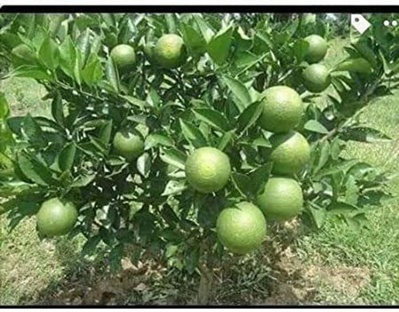 JRYU Pure Mosambi Seed  (26 per packet)