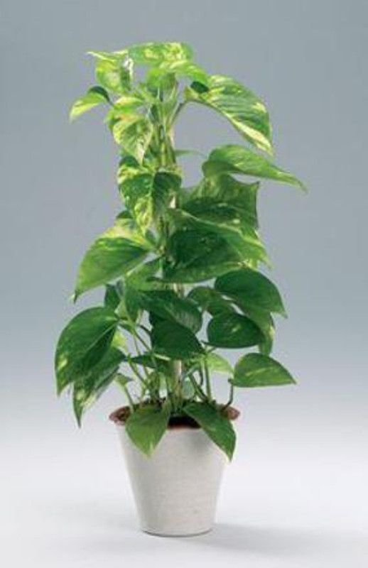 EliteGreen Money Plant  (Hybrid, Pack of 1)