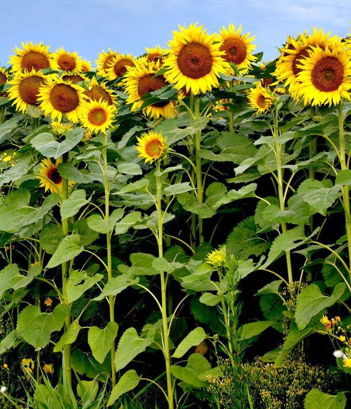 Paudha Sunflower Seed  (10 per packet)