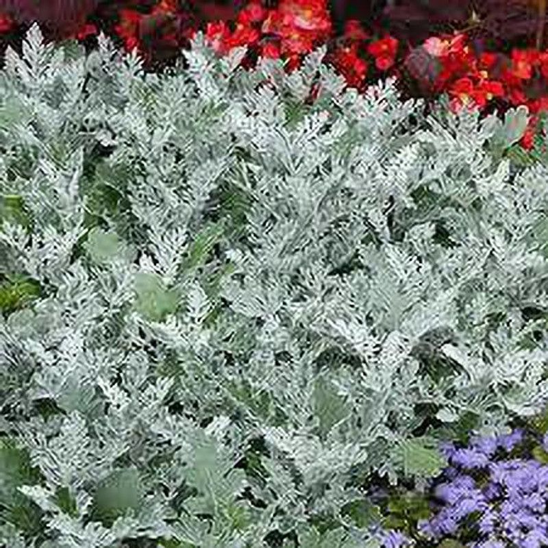 Nodoc Cineraria maritima silver dust Seed  (30 per packet)