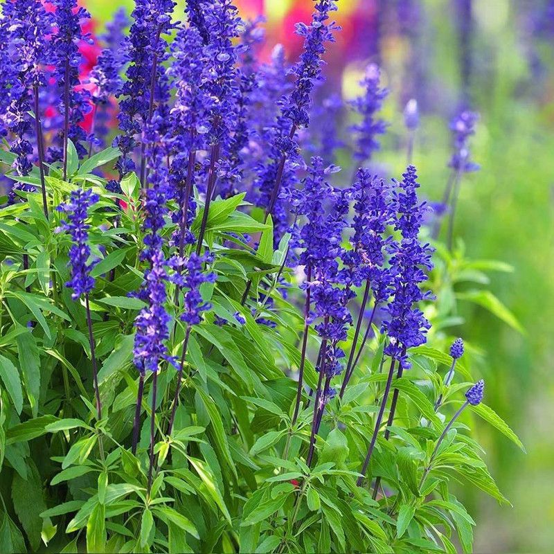 VibeX ® VMR-445 Blue Sage Seeds Seed  (200 per packet)