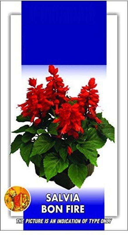 CYBEXIS Salvia Blaze of Fire Seeds Seed  (50 per packet)