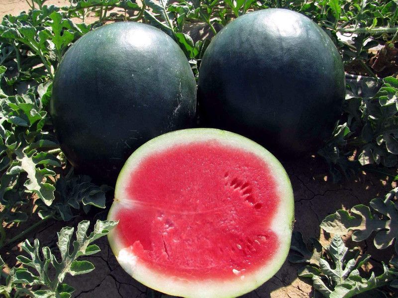 MKR Enterprises Tarbooj Seed  (680 per packet)