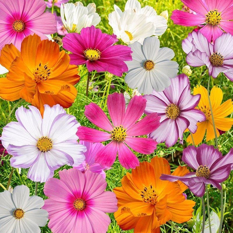 CYBEXIS Hybrid Flower Seeds Cosmos Mix Seed  (25 per packet)