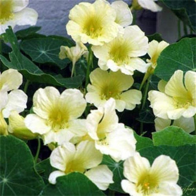 CYBEXIS Nasturtium Moonlight Flower Seeds Seed  (1 g)