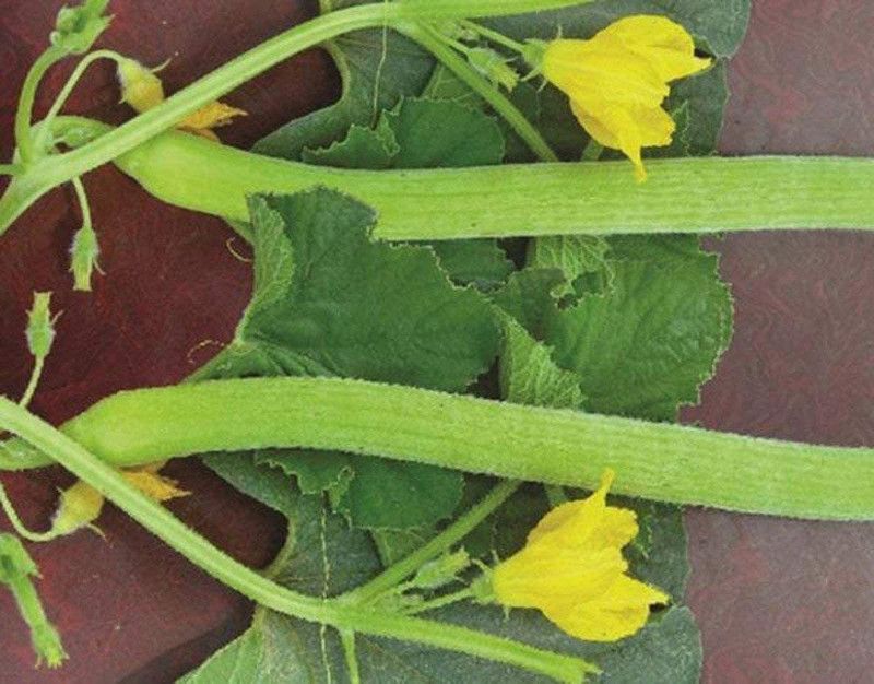 MKR Enterprises Kakdi Seed  (450 per packet)