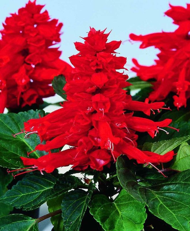 CYBEXIS Salvia Red Flower Seeds Seed  (1 g)
