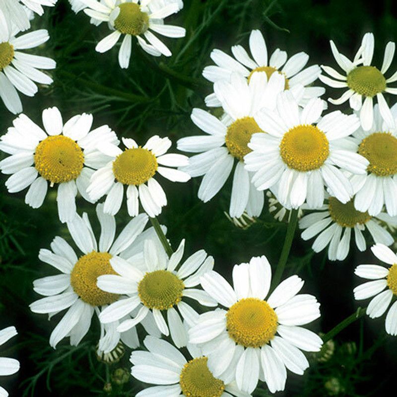 XOLDA German chamomile flower Seed  (36 per packet)
