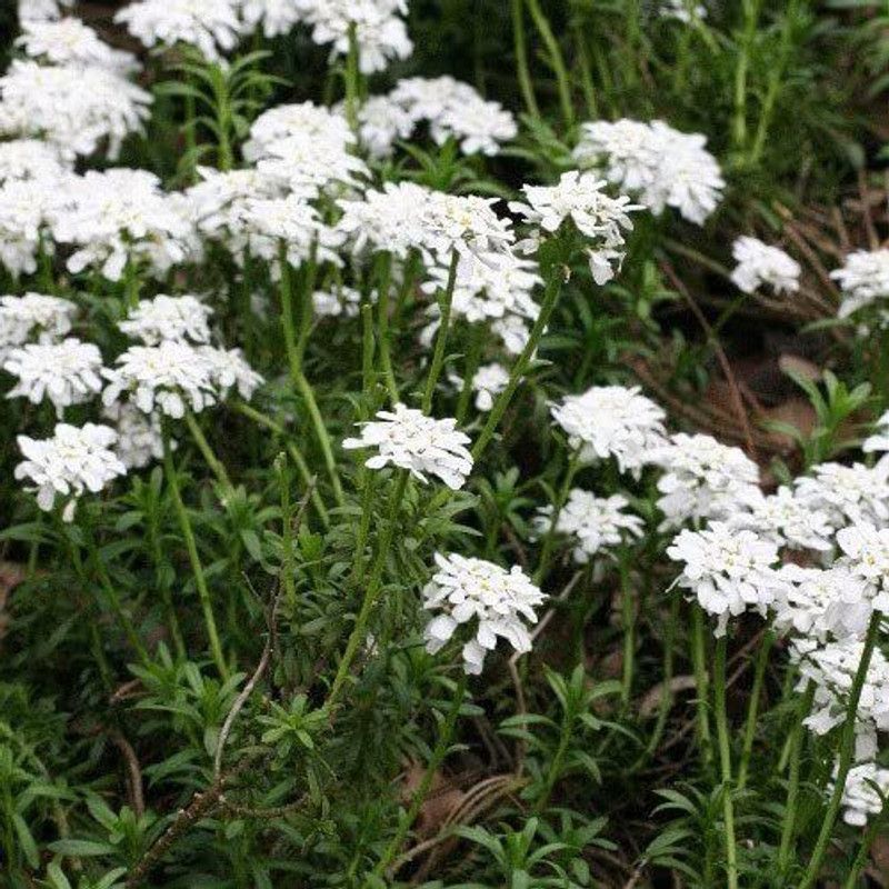VibeX HUA-72-World Seeds - Iberis Gibraltarica Seeds-10 x Seeds Seed  (10 per packet)