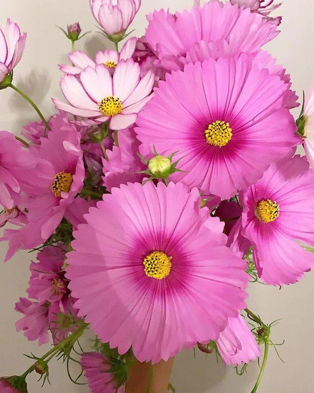 CYBEXIS Rare Cosmos Flowers Mixed Variety Seeds Seed  (25 per packet)