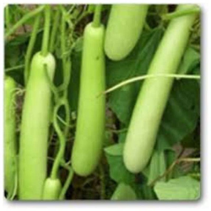 KANAYA Bottle Lauki/Dudhi, Lagenaria Siceraria, Vegetable Seed  (10 per packet)