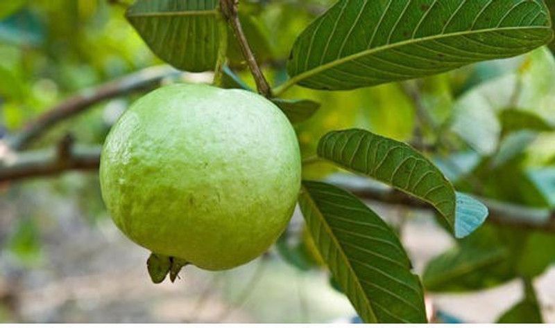 plantsshops Guava Plant  (Hybrid, Pack of 1)