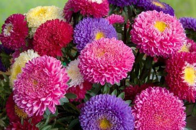 KANAYA Aster Double Mix Flower Seeds F1 Hybrid 100% Germination for Your Home Garden Seed  (44 per packet)