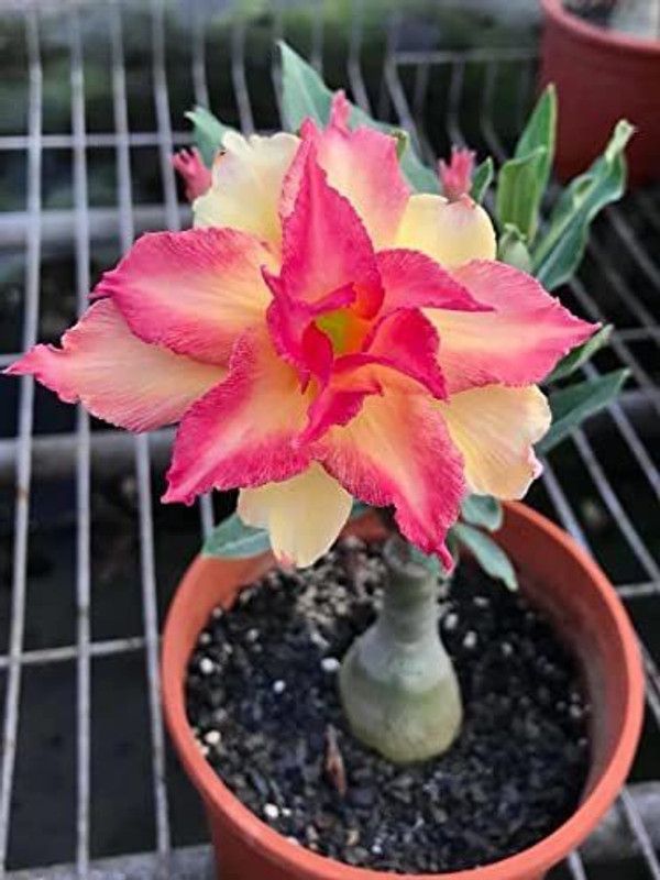 JRYU Adenium Obesum Mix Color Flower Seed  (54 per packet)