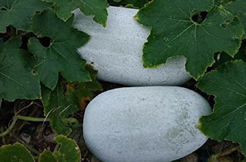 Aywal Ash Gourd Hybrid Seed  (11 per packet)
