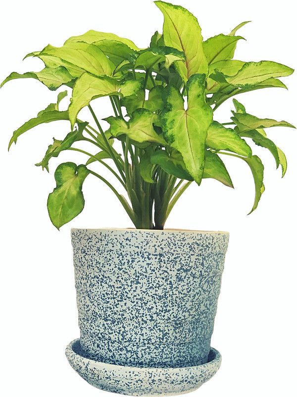 URBANICHORTI Syngonium Plant  (Pack of 1)