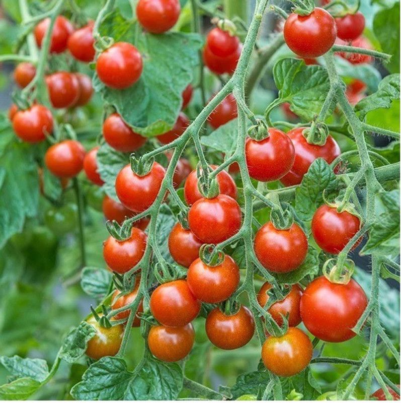 Paudha Cherry Tomato Seed  (41 per packet)