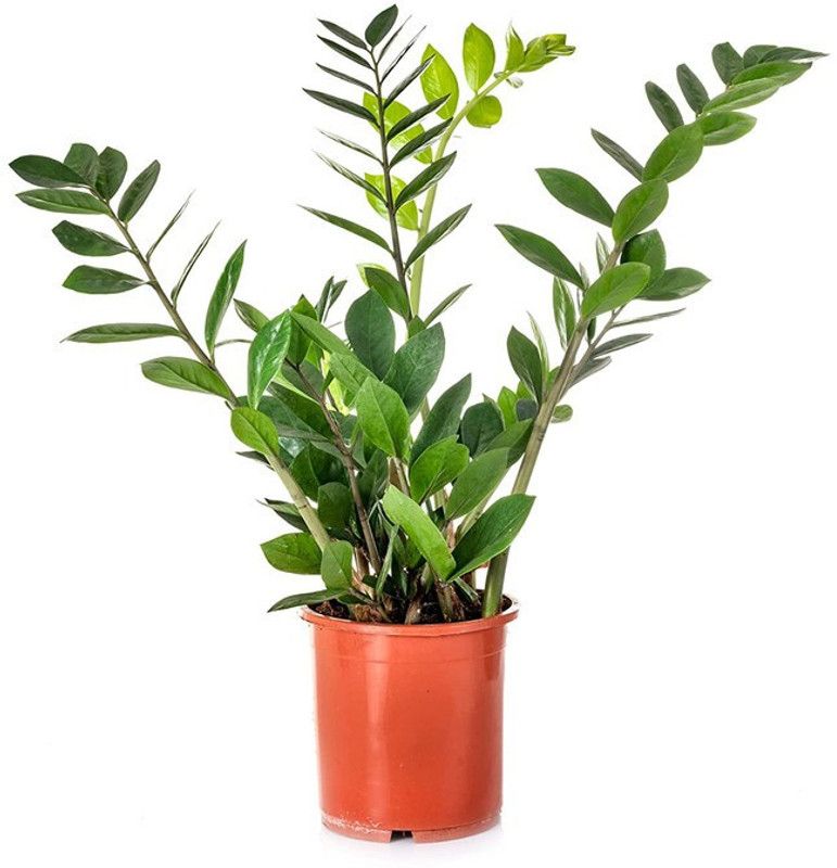 littlle jungle Philodendron Plant  (Hybrid, Pack of 1)