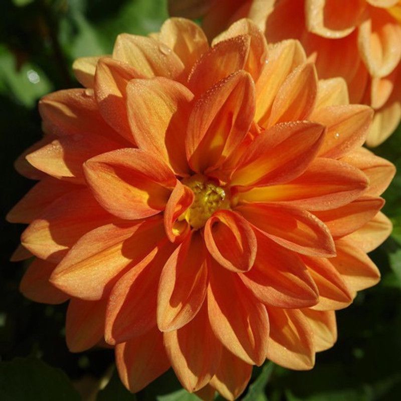 GRAH PRAVESH Dahlia Figaro Seed  (25 per packet)