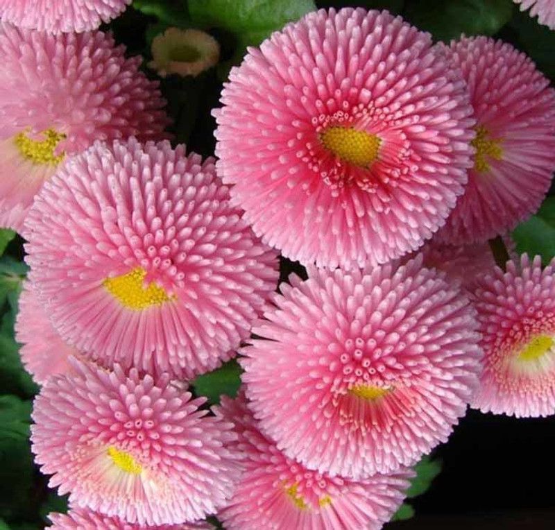 Nema Daisy flower seeds - Pink Seed  (50 per packet)