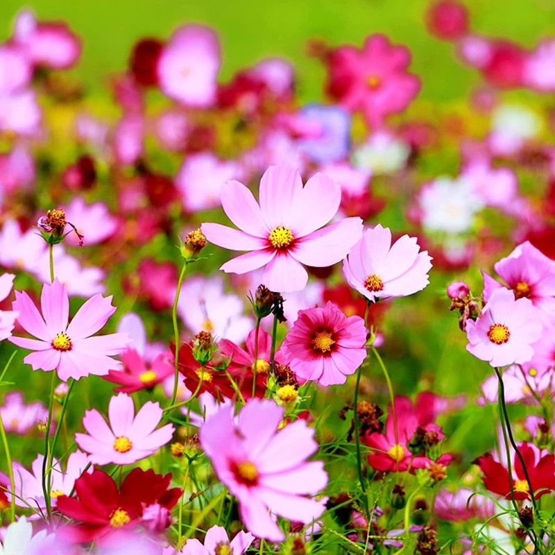 KANAYA Purple Cosmos Flower Seed  (10 per packet)