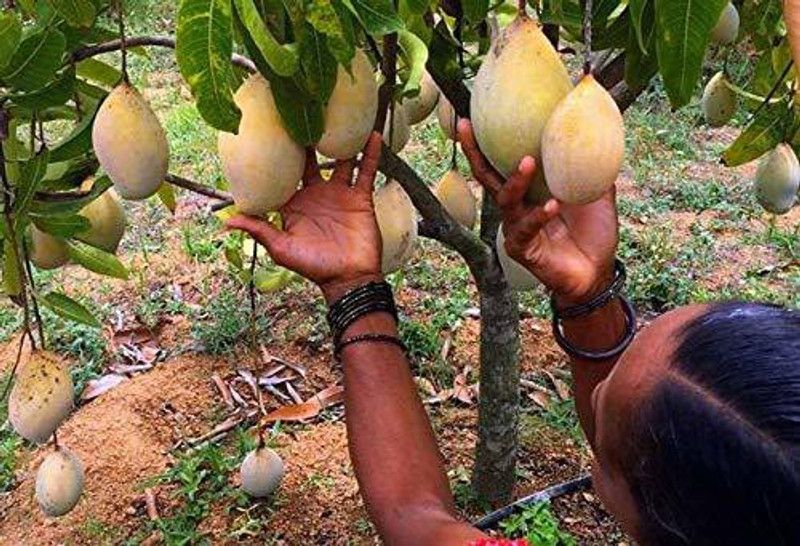 ONLINE PLANT BAZAR Mango Plant  (Hybrid, Pack of 1)
