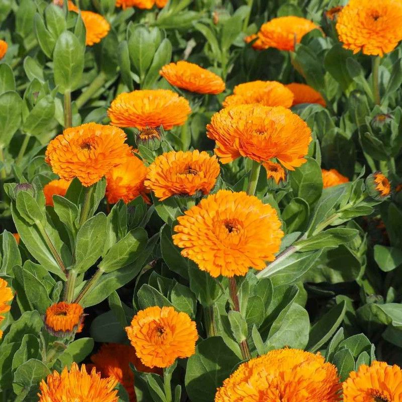 Mozette Calendula flower Seed  (30 per packet)