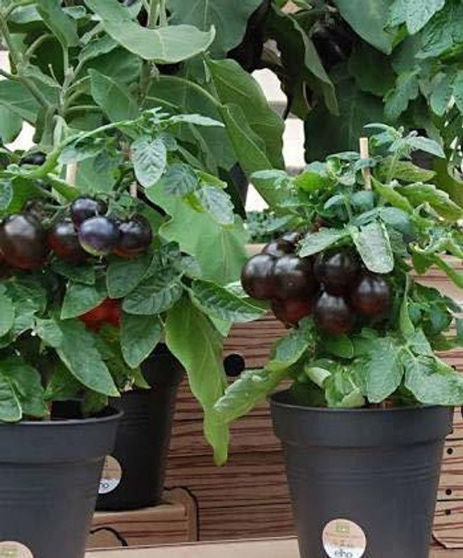 KANAYA Black Tomato F1 Hybrid Vegetable Home / Garden Seed  (380 per packet)