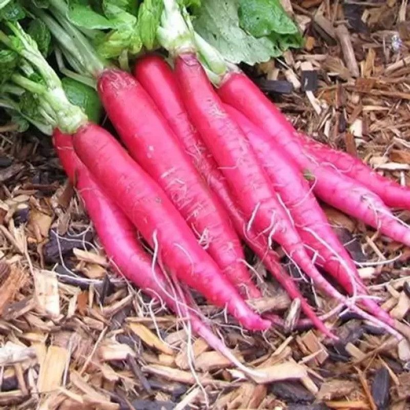 MAA Radish Red, Muli Seed  (17 per packet)