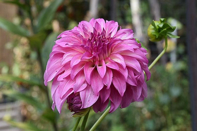 SNEHODAY Creations Dahlia Plant  (Hybrid, Pack of 1)