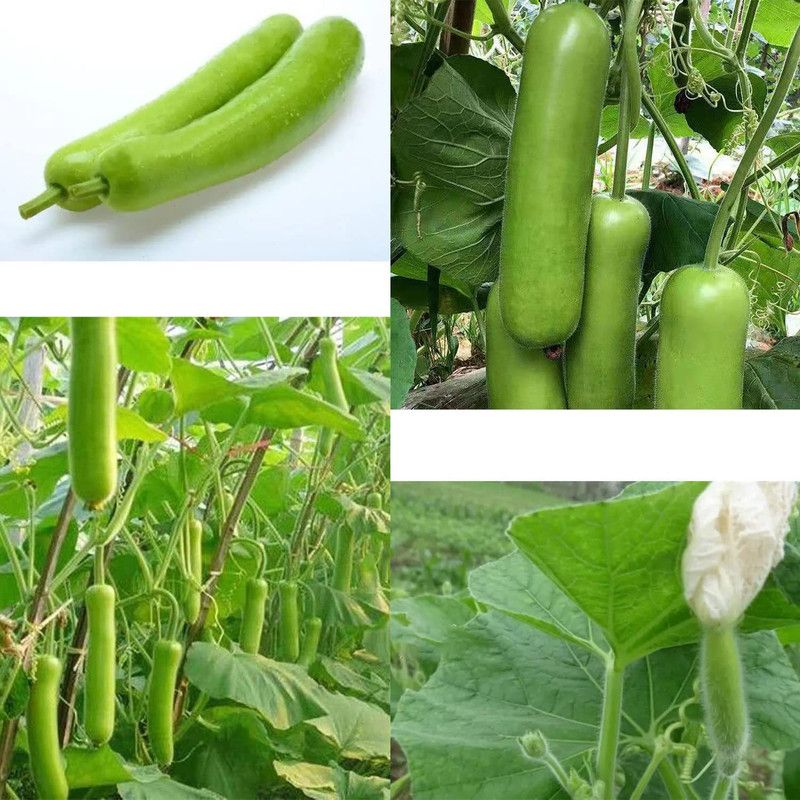 CYBEXIS XLL-52 - Lauki Bottle Gourd Dudhi - (300 Seeds) Seed  (300 per packet)