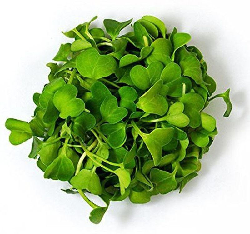 Airex Kale Brassica (Green Brassica Leaf) Seed  (500 per packet)