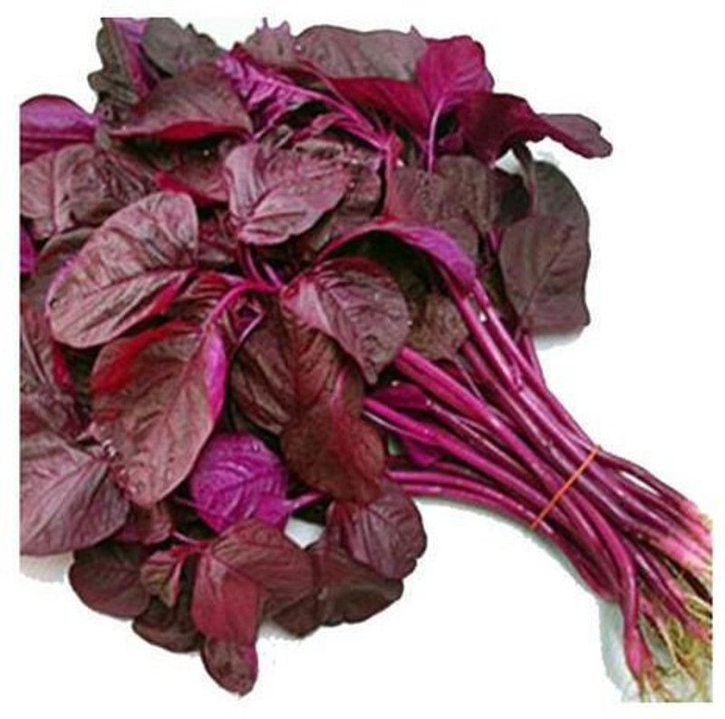 XOLDA Hybrid Red Amaranthus Seed  (53 per packet)