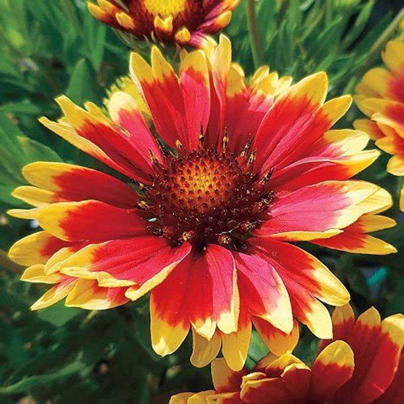 VibeX KGF -3 - Gaillardia-Aristata yellow - (540 Seeds) Seed  (540 per packet)